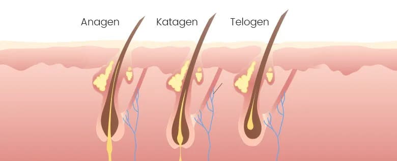 Jak długo rosną rzęsy? Fakty, które zaskoczą każdą kobietę